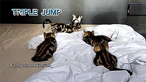 comp-kitty-jumps
